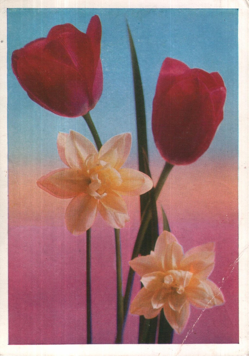 Тюльпаны.jpg