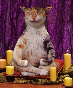 буддистский кот.jpg