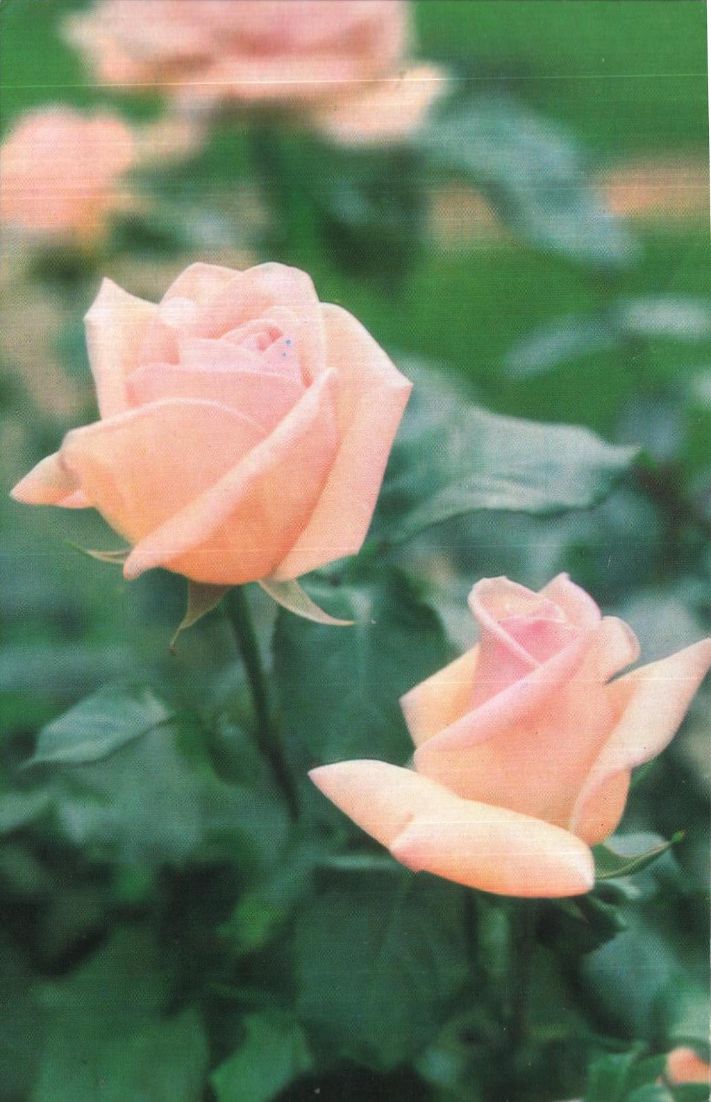 Розы 002.jpg